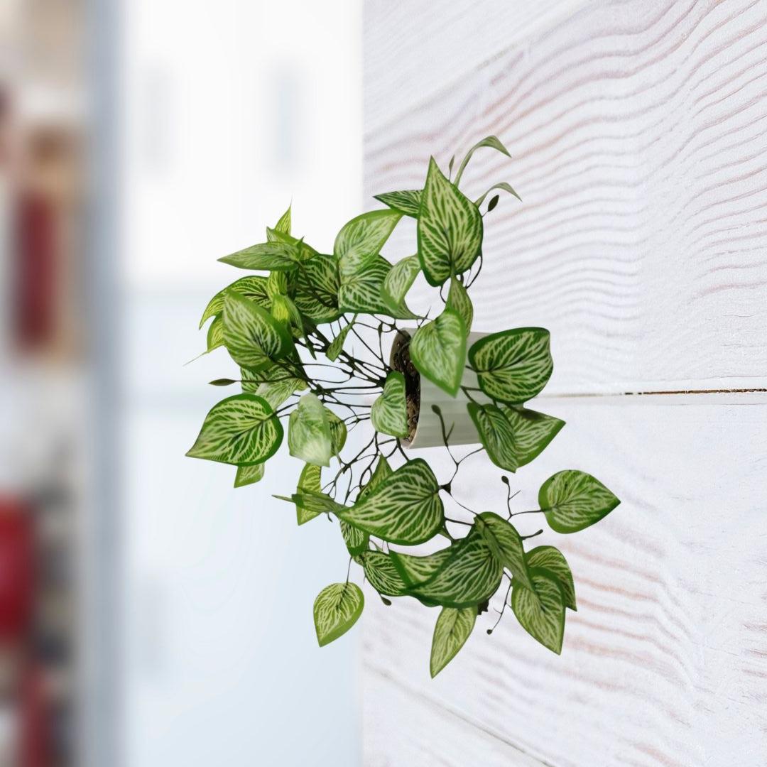 PLANTA 8X22 CM
